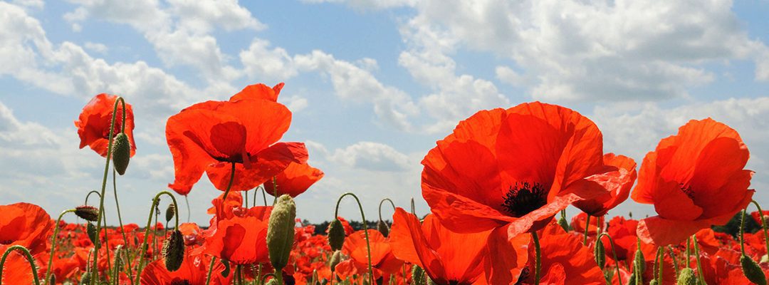 N’oublions pas